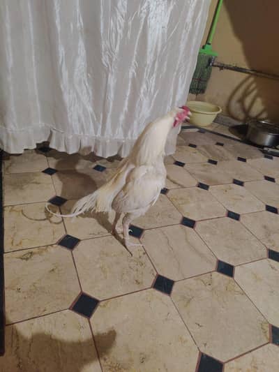 cotke per Laga hai video b mil jayegi 03137853268