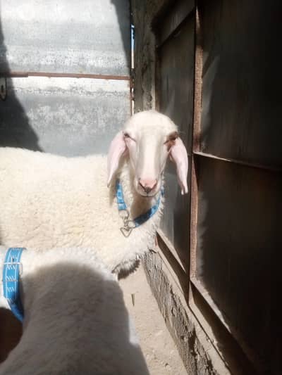 Sheep