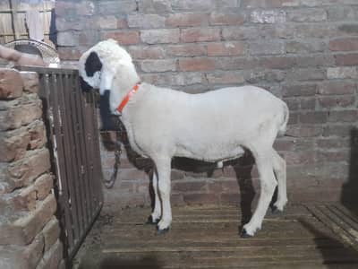 MashaAllah for qurbani 2026