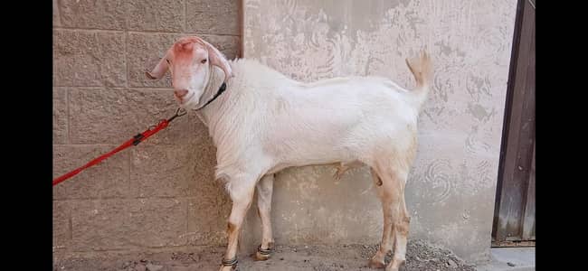 Gulabi breeder Male