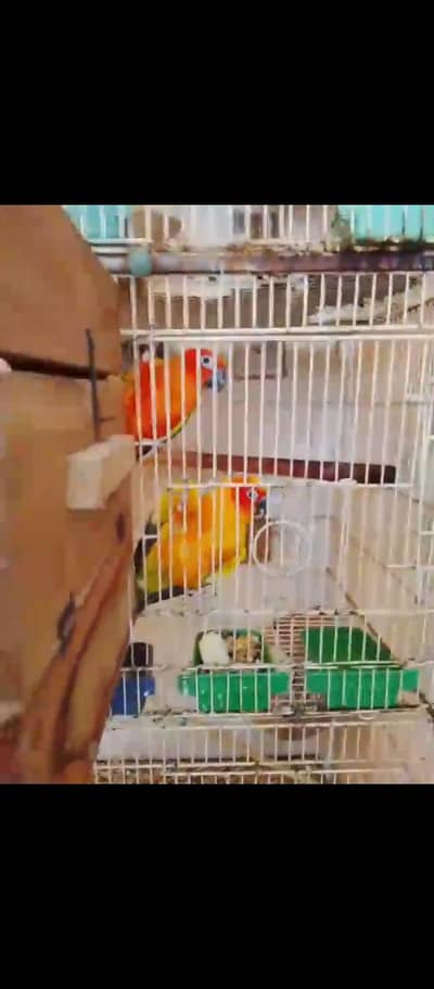 sun conure (red)