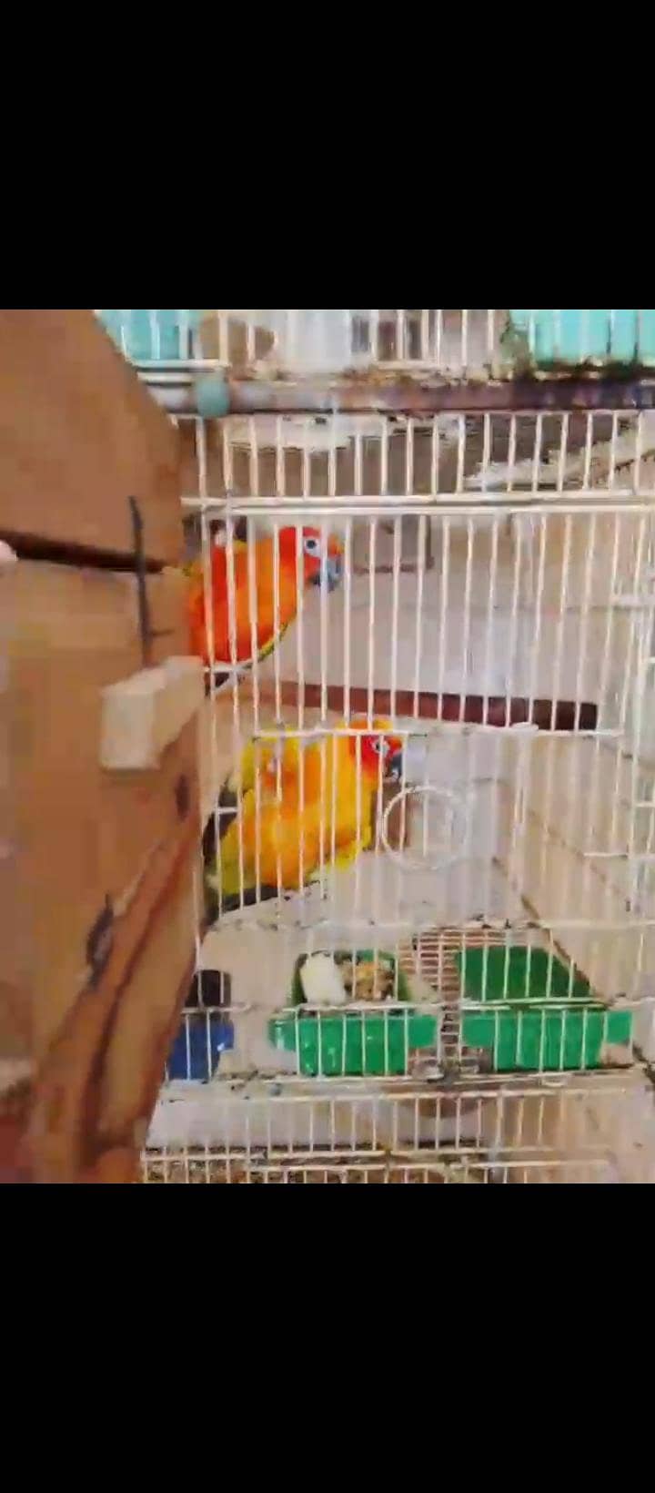 sun conure (red) 0