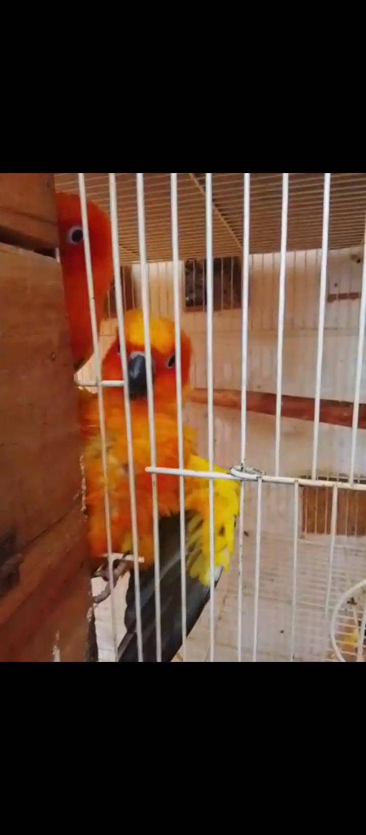 sun conure (red) 1