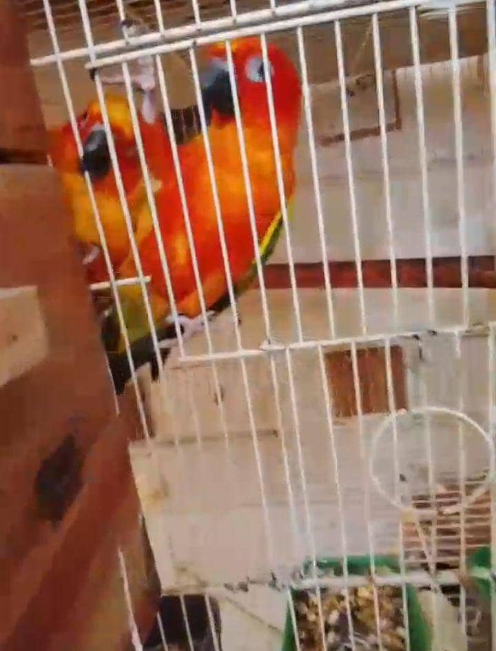 sun conure (red) 2