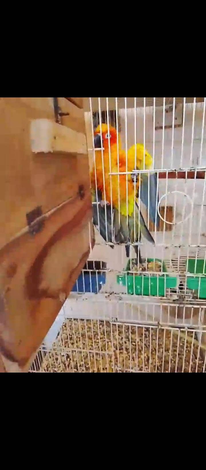 sun conure (red) 3