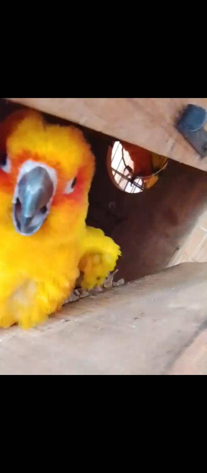sun conure (red) 4