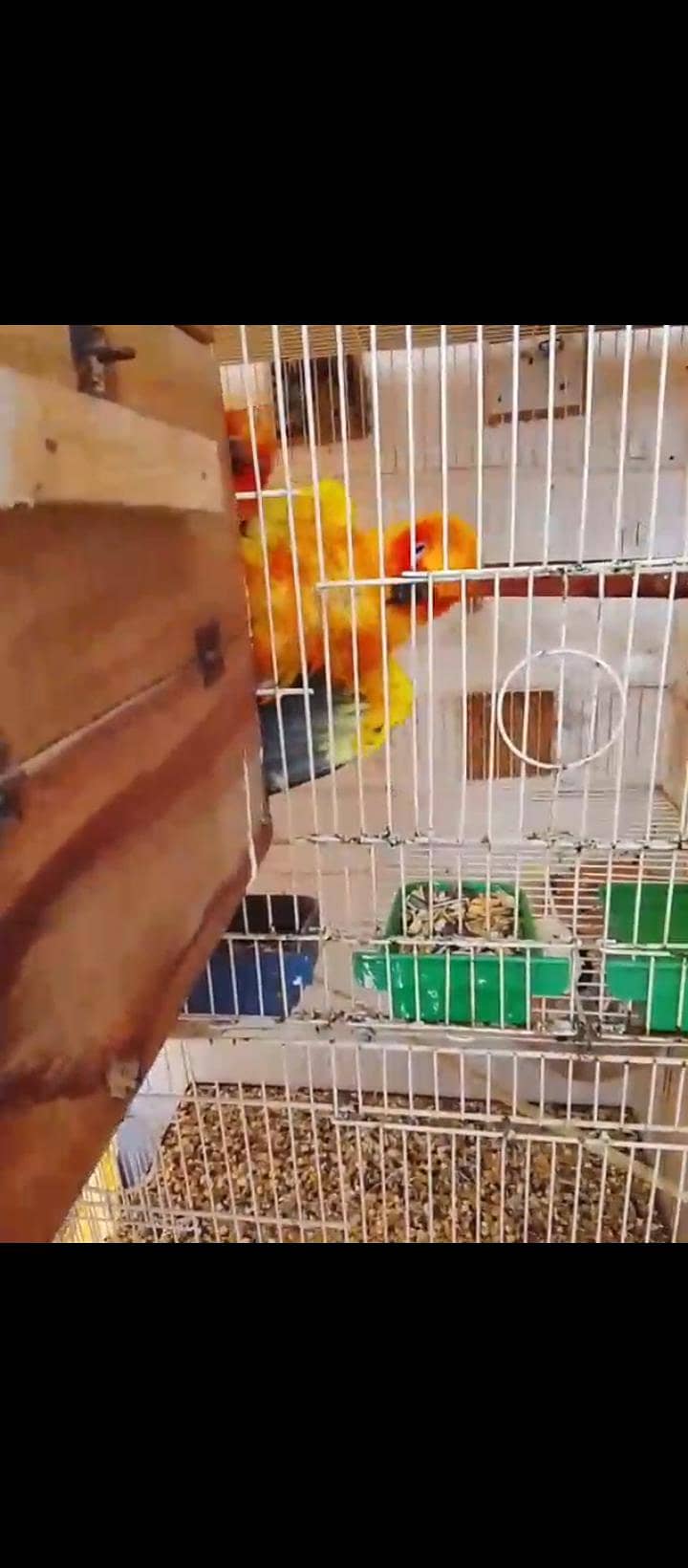 sun conure (red) 5