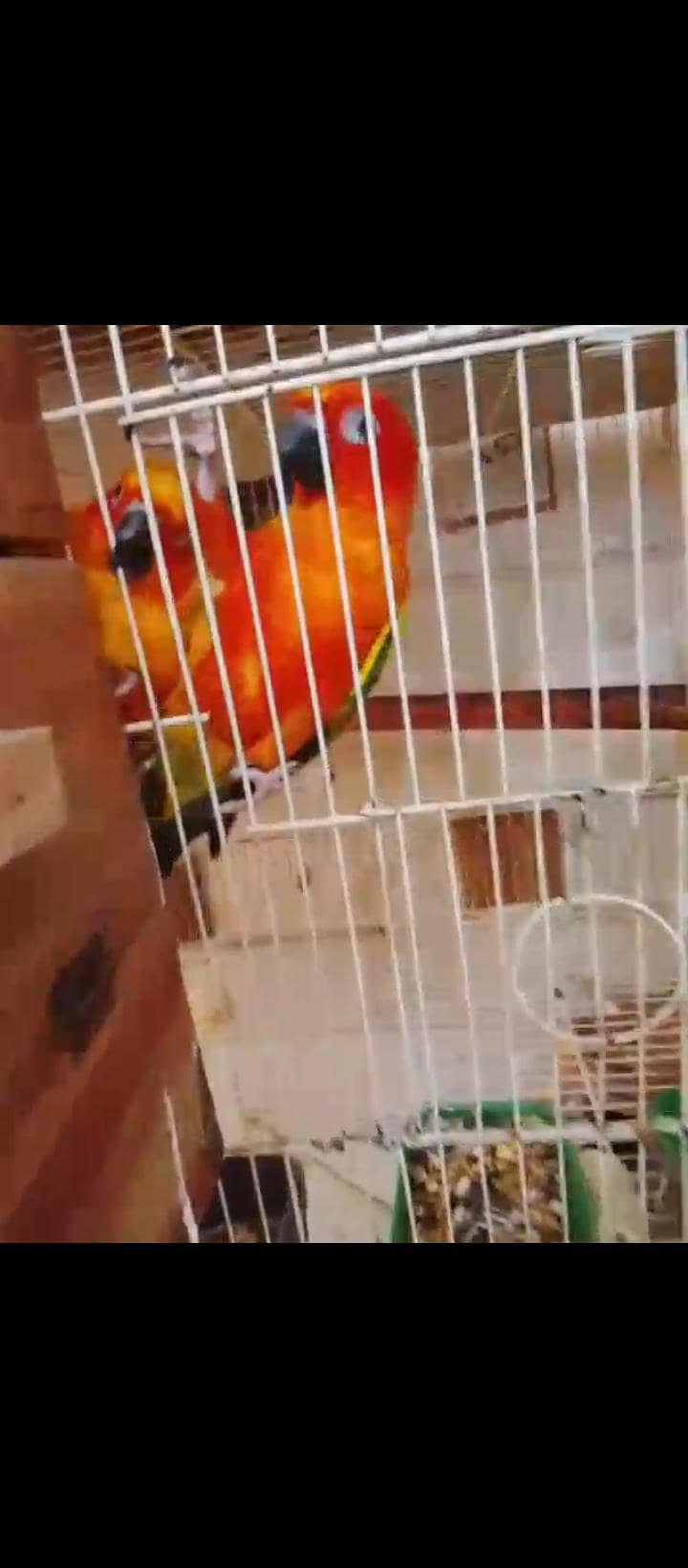 sun conure (red) 6