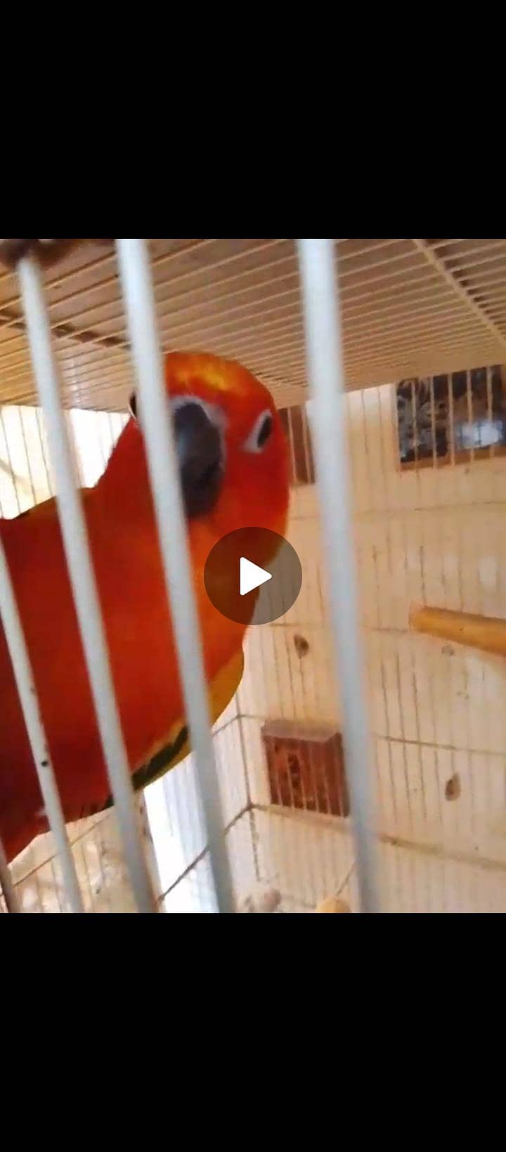 sun conure (red) 7