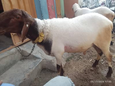 Qurbani Dumbay