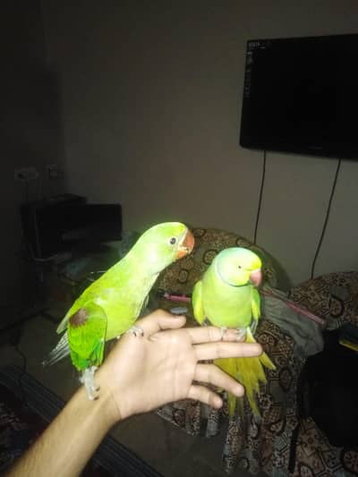 Raw ring neck male and 2nd Alexander parrot kasmiri male