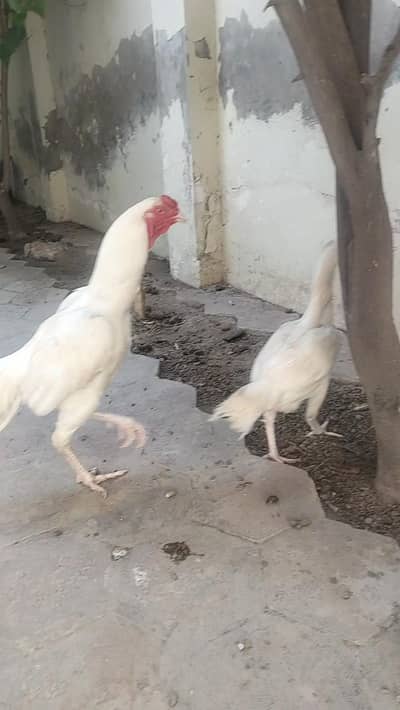Heera Aseel pair