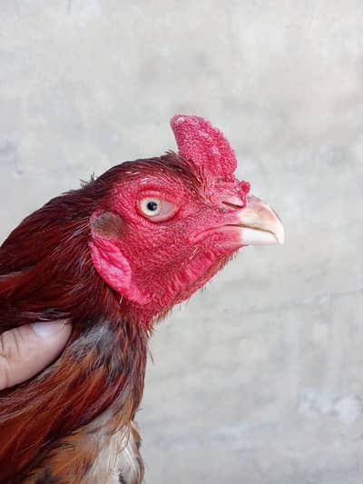 quality peela murg