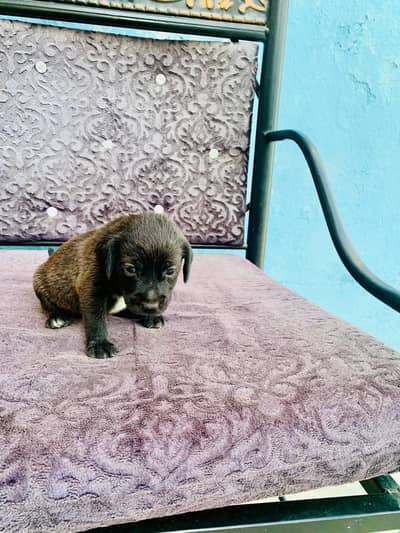 american lebrador puppy