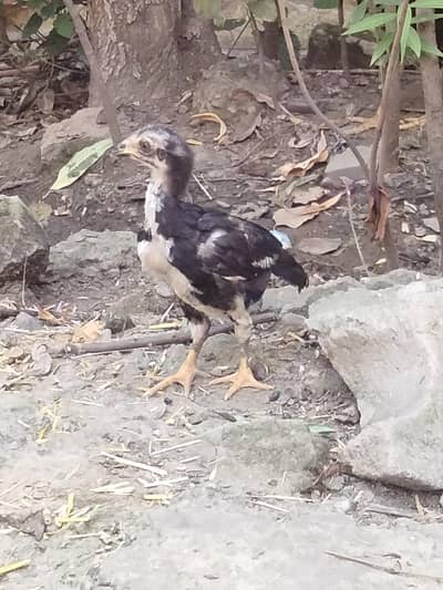 Aseel chicks