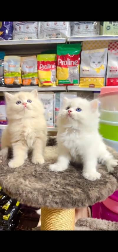 Quality Persian Punchface cat & kitten. moreWhatsApp 03094016734