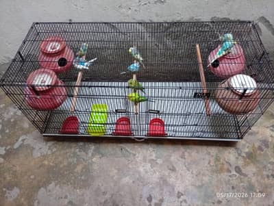 for sale budgies
