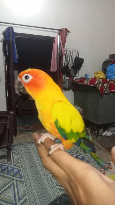 Male Sun Conure Parrot – 1 Year Old | Healthy & Hand Tamed