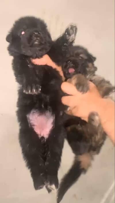 German Shepherds Up For Sale