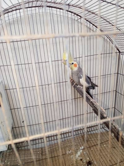 1 pair coketail perrots for sale urgent need money