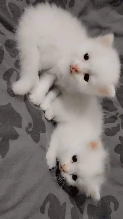 pure white persion kitten,pure white cat,