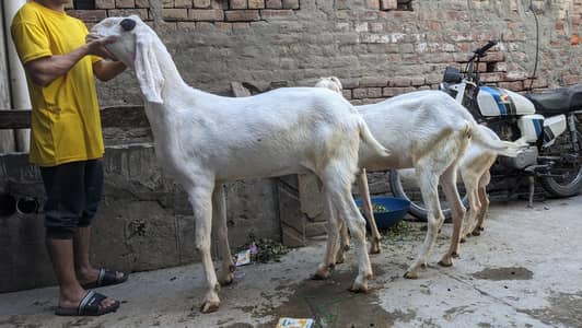 Rajan Puri Bakri for Sale