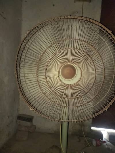 padistel fan rabta just whtsapp . 03029261709