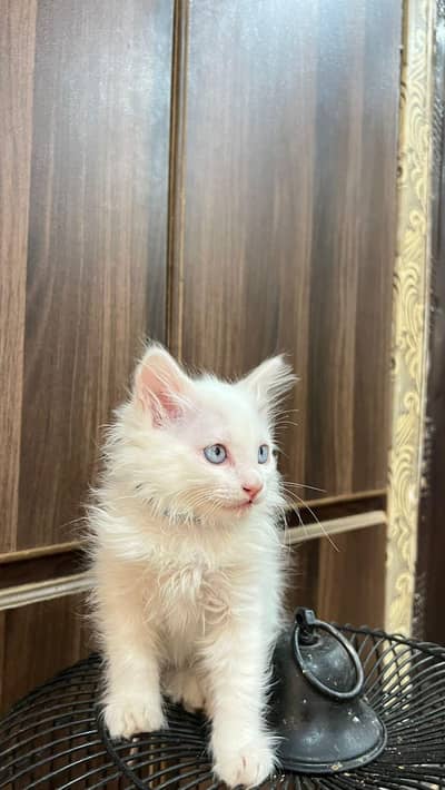 TRIPLE COATED BLUE EYES KITTEN