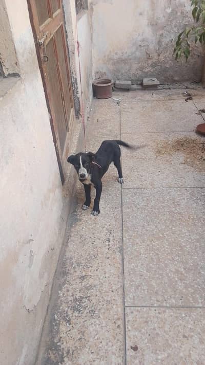 black dog