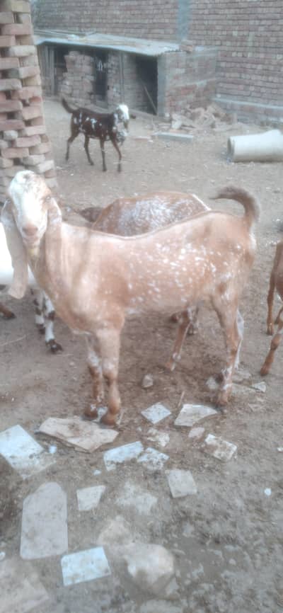 makhi cheena