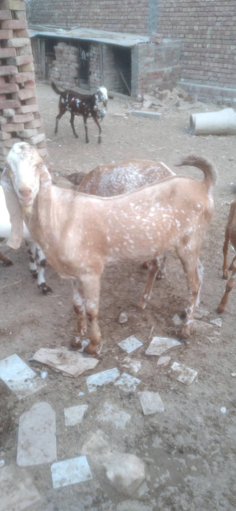 goats 0