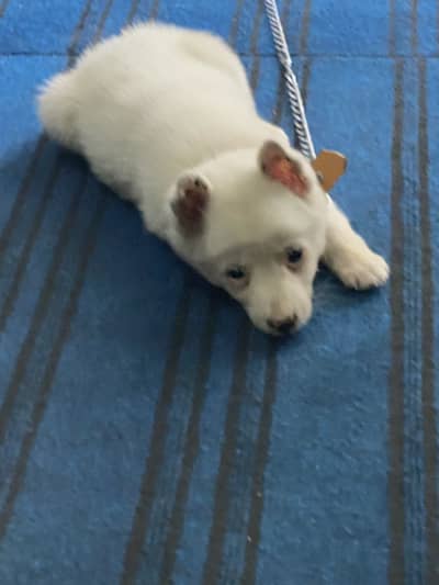 Russian puppy female zero size