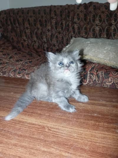Kittens Available