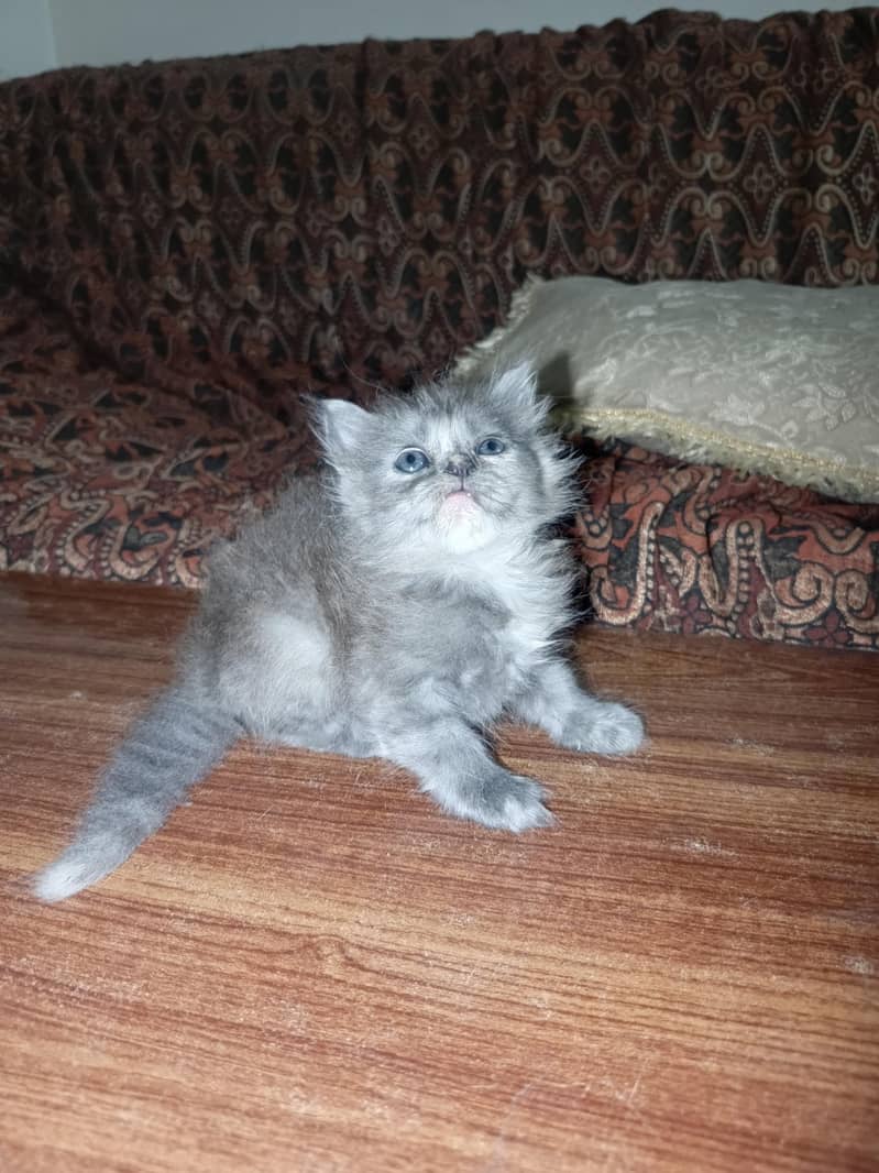 Kittens Available 1