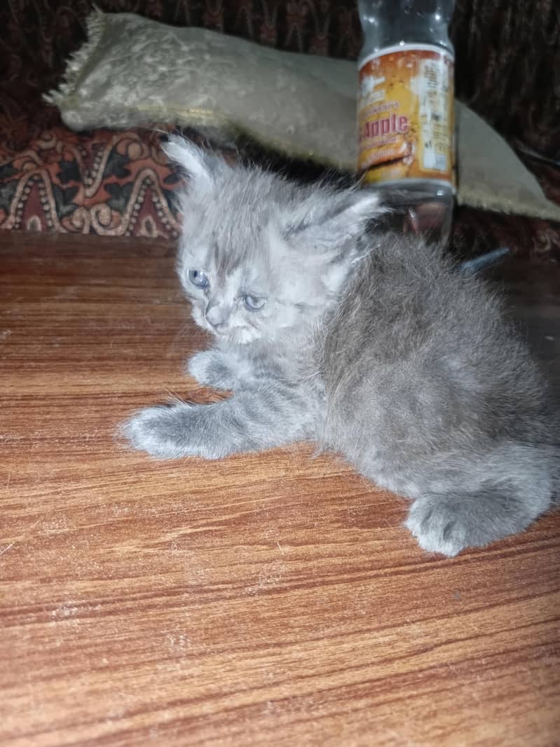 Kittens Available 2