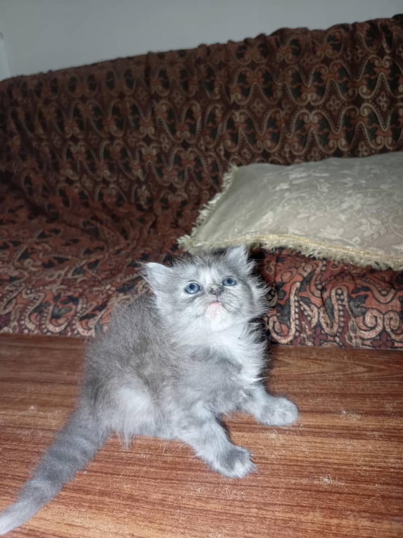 Kittens Available 3