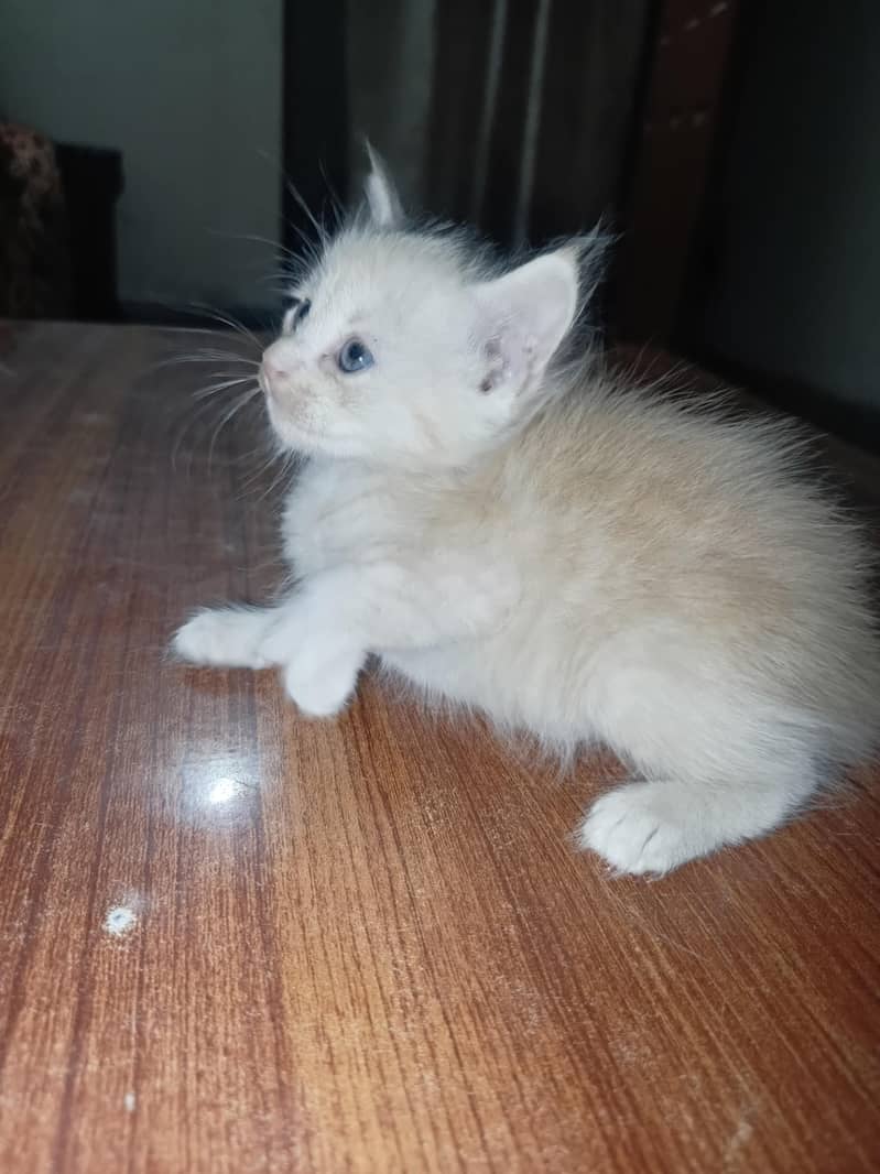 Kittens Available 4