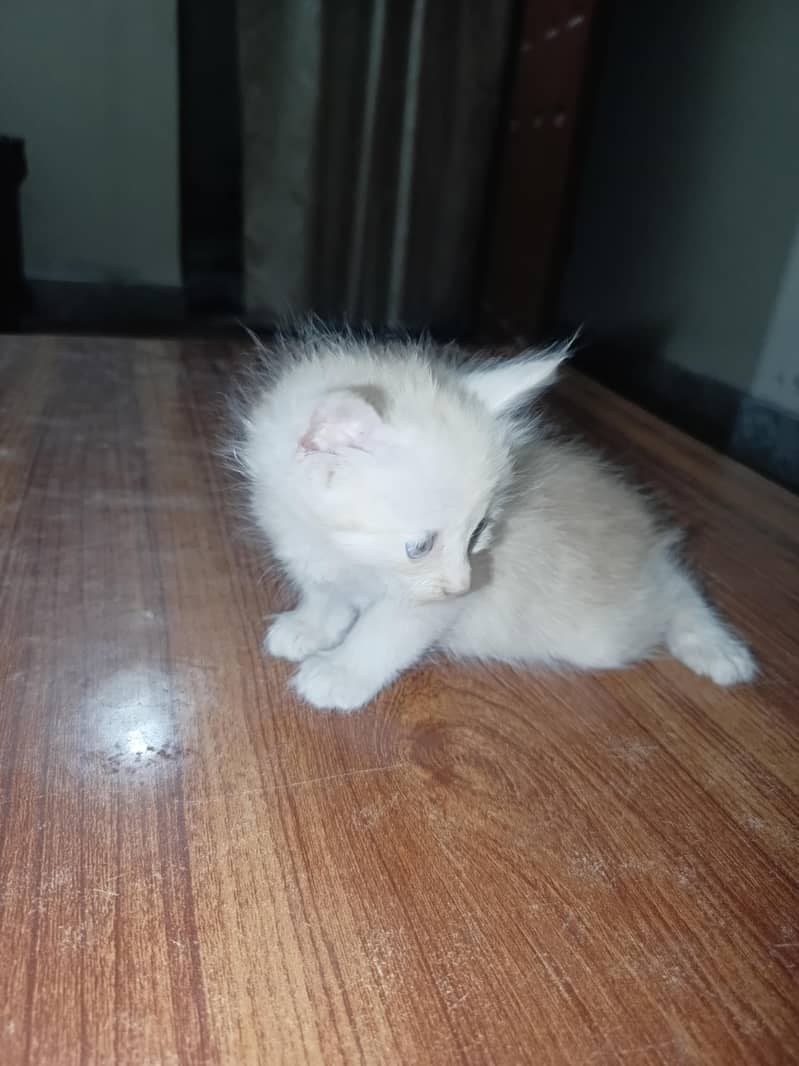 Kittens Available 5