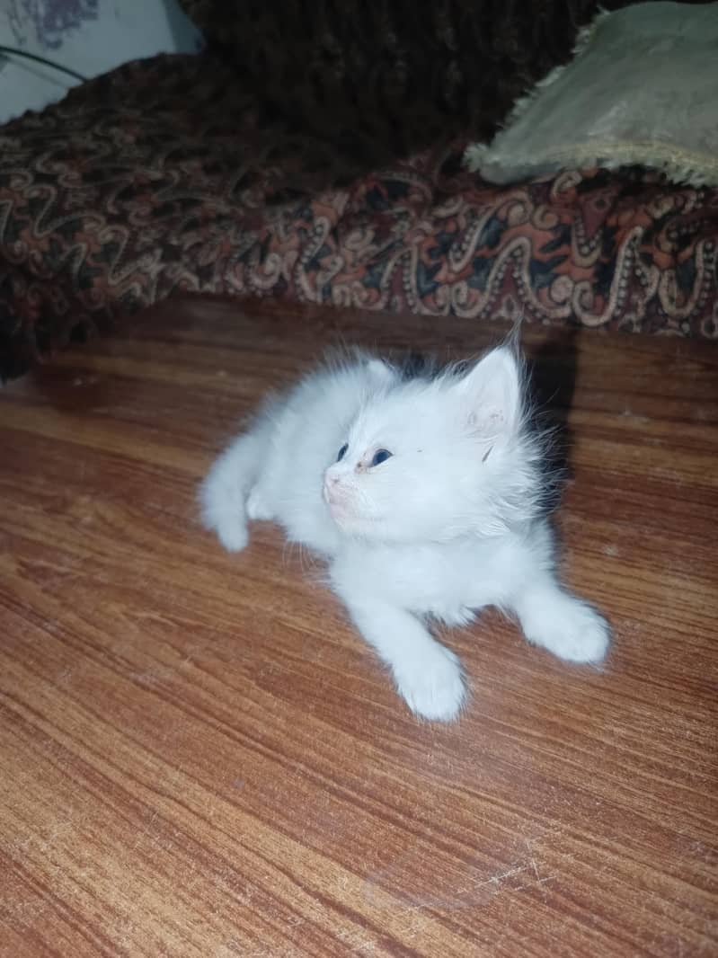 Kittens Available 6