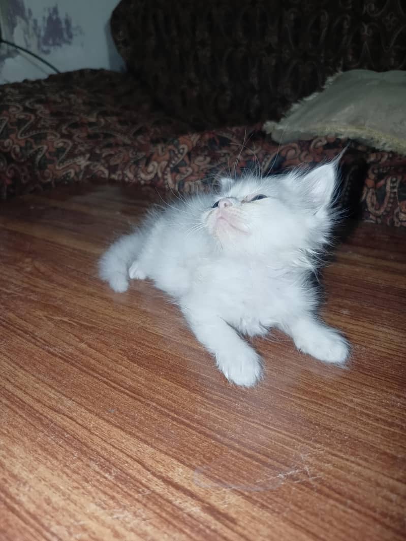 Kittens Available 7