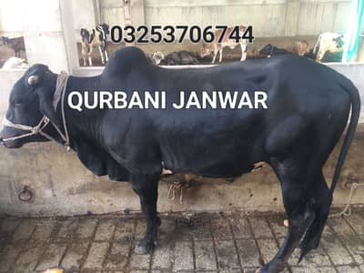 Sahiwal bachra