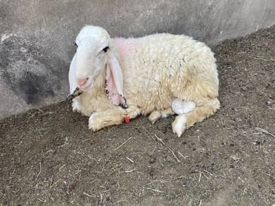 Sheep lela bakra kajla mundra goat
