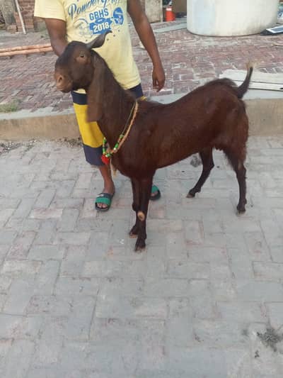 MashAllah for qurbani 2026