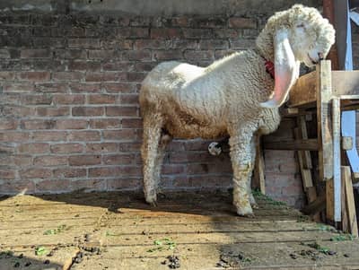 Pure And Beautiful Kajly For Sale
