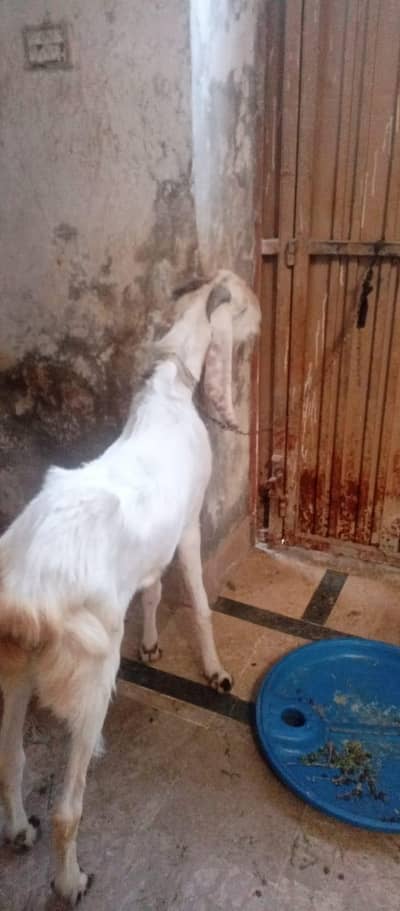Bakra For Qurbani