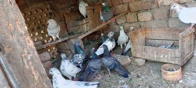 Active High flying pigeons 308-42-12-569
