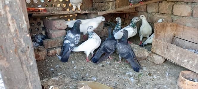 Active High flying pigeons