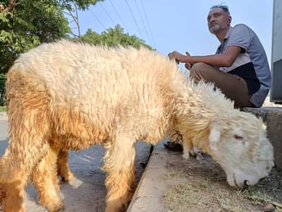 Qurbani Goat | Bakra | Sheep | Chatra | Jori 03216479887