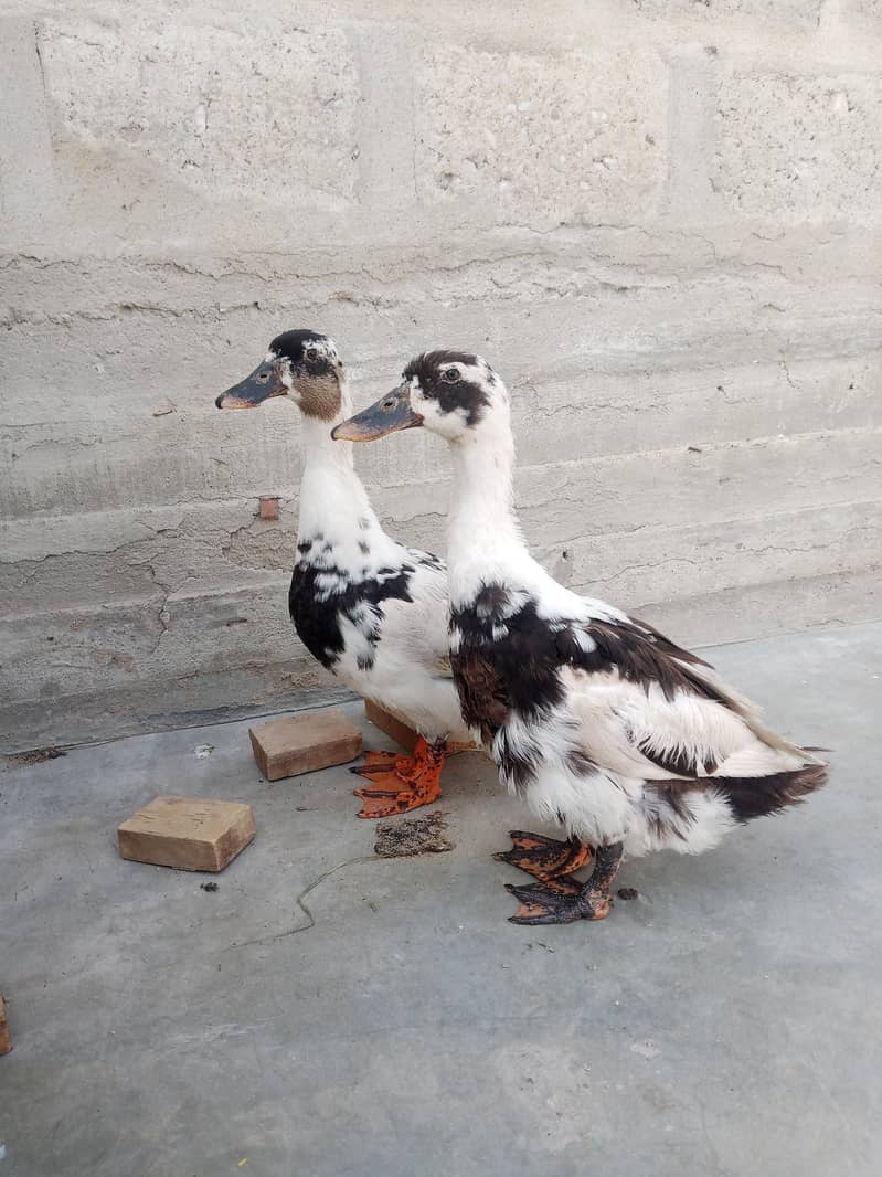 full size ducks 1