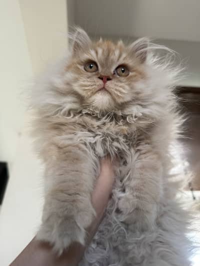 Female triple coated kitten